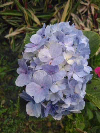 The image displays a close-up view of a cluster of Hydrangea flowers. The flowers are primarily periwinkle blue to light purple, with some florets featuring paler, almost white, central petals. Each visible floret exhibits four or five petals. Dark green, serrated leaves are present beneath and partially around the flower cluster. The background is out of focus, revealing blurred green foliage, including plants with variegated leaves (green with cream/yellow stripes), and a faint pink/red element on the far right side. The scene is an outdoor garden or cultivated natural environment. No people or specific actions are depicted. The precise location within the city of Kamnik, Slovenia, cannot be determined from the visual content of the image.
