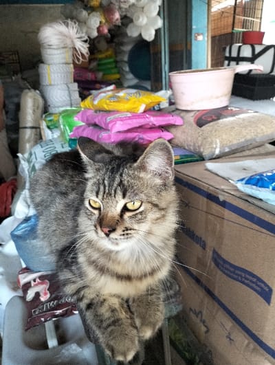 The scene is set inside a commercial establishment, likely a market stall or small shop, in Jeunieb, Indonesia. A tabby cat with striped brown and grey fur, prominent whiskers, and distinct yellow eyes is the central subject, positioned in the lower-middle foreground. The cat is sitting upright, facing slightly right and forward, with its front paws together and a pink nose visible.

Behind the cat, a diverse array of merchandise is stacked and displayed. On the immediate surface behind the cat, stacks of bright pink and yellow packaged goods are visible. To the right, a clear plastic bag filled with a light-colored granular substance, consistent with grain, rests on a surface, topped by a light pink, empty plastic pot. Further left in the background, multiple coils of white rope or twine are stacked. Above these, numerous white plastic items, possibly cups or containers, are suspended or stacked. A blue-painted vertical surface is visible in the mid-background, separating various sections of the shop. On the far right, a brown cardboard box with blue text and stripe markings is partially visible, indicating storage. The overall environment appears cluttered with goods, characteristic of a retail setting. No human subjects are visible.
