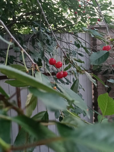 A close-up shot shows bright red cherries hanging from a thin branch. The cherries are plump and glossy, with some still attached by thin stems. In the foreground, out-of-focus green leaves create a soft frame around the fruit. In the background, a wooden fence with vertical slats and a brick wall provide context to the outdoor setting. The overall lighting suggests it is daytime, possibly late afternoon, with dappled light filtering through the leaves. The scene evokes a sense of natural abundance and the simple beauty of ripening fruit. The location is identified as Zazymia, Ukraine, offering a specific geographical context for this image of a cherry tree. There is no visible text in the image.
