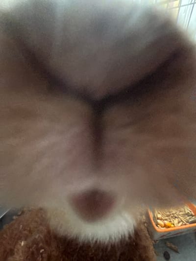 The image is a close-up, blurry photograph of a rabbit, taken from a low angle, likely from within its enclosure. The rabbit's fur, predominantly white and tan, fills most of the frame. To the left, some of its brown fur is visible, along with a portion of an orange and white food bowl containing grains and what appear to be seeds. The background is a soft, out-of-focus blur of brown and grey tones, possibly representing the rabbit's cage or bedding. The lighting suggests an indoor setting, with a brighter area on the right side of the image, possibly indicating a window or light source. The overall impression is one of domesticity and a focus on the animal's immediate surroundings. No people are visible. The location is Shepetivka, Ukraine.