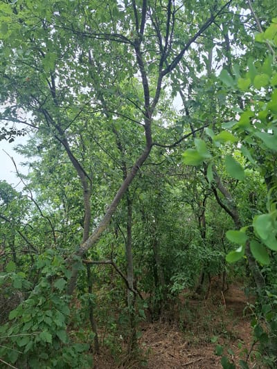 This is a medium-angle, full-shot photograph of a dense forest in Topaly, Ukraine. The image is dominated by lush green foliage from numerous trees and bushes. Sunlight filters through the canopy, creating dappled light and shadows on the forest floor, which is covered in dry leaves and twigs. Several tree trunks of varying thickness are visible, with some exhibiting moss and lichen on their bark. In the background, a path or clearing is visible, winding through the trees. No people or animals are present in the scene. The overall impression is one of a natural, untamed woodland environment.
