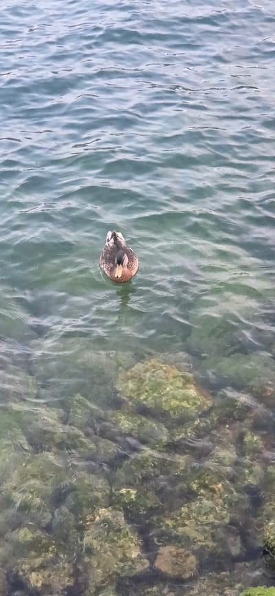 A single mallard duck swims in the clear, green water of Lake Garda near Torbole, Italy. The duck is facing the viewer, its head turned slightly to the left. The water is rippled, and the rocky bottom of the lake is visible through the transparent water. The overall impression is one of a peaceful, natural scene.