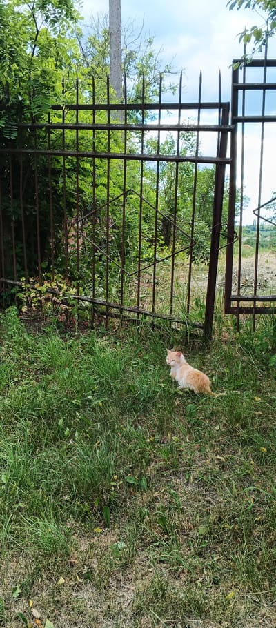 A ginger and white cat is sitting in the grass near a rusted metal fence in Popivka, Ukraine. The fence has vertical bars and a diamond-shaped decorative element. Behind the fence, there are green trees and foliage, with a large grey pole in the background. The sky above is partly cloudy. The ground is covered in green grass with some dry patches and scattered leaves.