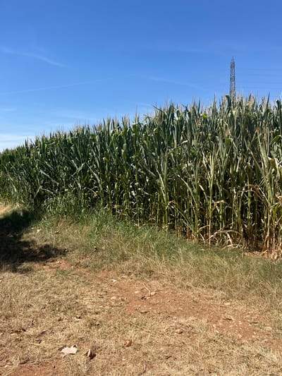 The image shows a large field of green corn stalks under a clear blue sky. A power line tower can be seen in the distance, to the right of the frame. The foreground is a dry, dusty path with some patches of dry grass. No people are visible in the image. The scene depicts a rural agricultural landscape, likely during a warm season given the dry ground and clear sky. The location is described as being in Castiglione delle Stiviere, Italy.