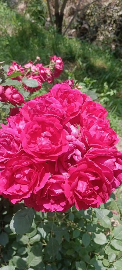 A cluster of vibrant pink roses is in sharp focus in the foreground, their petals intricately layered and catching the sunlight. Behind the roses, the background is softly blurred, showing more pink roses and green foliage. The overall impression is a close-up shot of a rose bush in a garden setting, likely outdoors in a natural environment. The specific location in Dakhkat, Tajikistan, is not visually evident from the image itself.