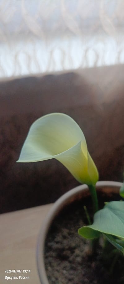 The image shows a close-up of a light yellow calla lily flower in a pot. The flower is partially unfurled and has a smooth, waxy texture. A green stem emerges from the pot, supporting the flower. Below the flower, a broad, green leaf is visible. The pot contains dark soil. In the background, a textured curtain is out of focus, with a brown, out-of-focus wall or surface behind it. The bottom left corner of the image displays text indicating the date and time "2026/07/07 19:14" and the location "Иркутск, Россия" (Irkutsk, Russia).