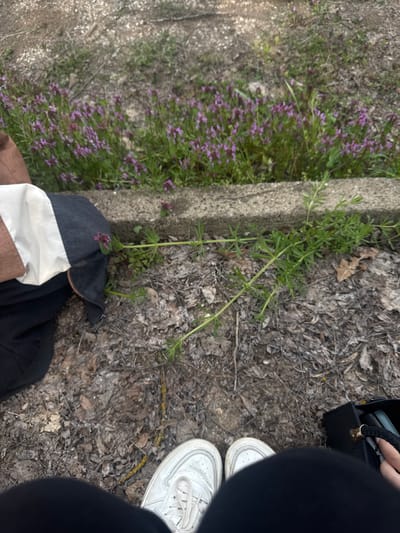 An outdoor, ground-level shot shows a person in dark clothing and white sneakers standing on a patch of ground covered with dead leaves and vegetation, near what appears to be a concrete curb or wall with flowering purple plants growing along its base. A black handbag is also visible. The location is in an outdoor environment. No information suggests the location is Gromshin, Bulgaria.
