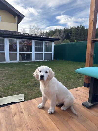 A light-colored puppy, likely a Golden Retriever, stands on a wooden deck in an outdoor residential setting. The puppy, positioned in the center-right of the frame, has fluffy, pale fur and is looking directly at the viewer with a curious and attentive expression. Its body is angled slightly, with its front paws facing the camera and its rear slightly away.
The wooden deck, made of stained dark brown planks, occupies the right side and foreground of the image. Above the puppy, a dark wooden beam structure, possibly part of a pergola or outdoor furniture, is visible, along with a light blue, possibly fabric-covered, object.
To the left and in the background, a house with a light-colored (beige or pale yellow) facade and a dark roof is partially visible. It features several large, white-framed windows. Beyond the house and deck is a grassy yard, partially green. A green corrugated metal fence separates the yard from a wooded area, where various trees, including some bare deciduous ones and denser evergreen trees, can be seen.
The sky above is bright with scattered white, wispy clouds, suggesting a clear and pleasant daytime, possibly morning or afternoon. The overall scene conveys a calm and domestic atmosphere in what appears to be a suburban or rural area like Ptichnoye, Russia. No visible text is present in the image.