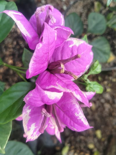 This close-up, eye-level shot features a cluster of vibrant pink bougainvillea flowers with white variegation. The flowers are the primary subject, with their delicate, papery bracts filling the frame. The background is a blurred mixture of green leaves and the dark, earthy tones of soil, suggesting an outdoor garden setting. A thin, green stem is visible, adding to the natural context. The lighting appears to be natural daylight, casting soft shadows and highlighting the intricate details of the flower petals and their stamens. The focus is sharp on the flowers, drawing the viewer's attention to their texture and color. There are no people, text, or discernible time of day or weather conditions, other than it being daytime. The overall impression is one of natural beauty and the delicate intricacies of a blooming plant.