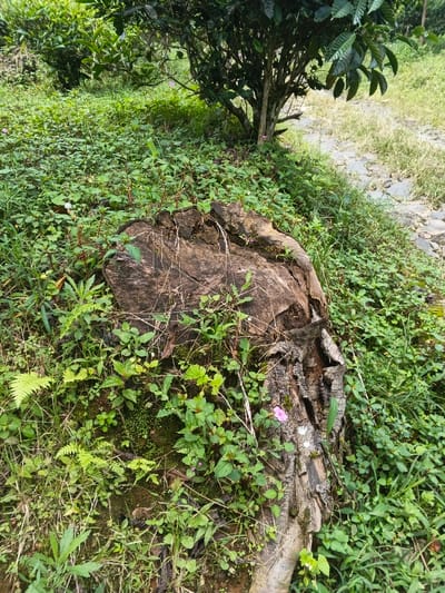 A weathered tree stump, its wood deeply furrowed and textured, dominates the foreground. Lush green ground cover, including ferns and small flowering plants, surrounds and partially obscures the stump. Beyond, a small tree with glossy leaves stands amidst a more open grassy area. A path of light-colored stones is visible in the background, leading away from the scene. The overall impression is one of a tranquil, overgrown woodland setting.