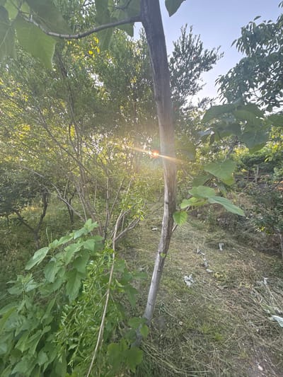 A sun flare shines through the branches of trees in a yard. The ground is covered in dry grass and some debris. The location is Kosh, Armenia.