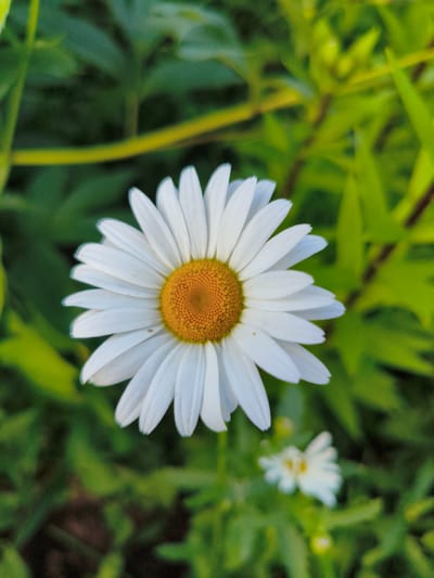 A close-up, vertical shot showcases a single, large white daisy with a bright yellow center. The daisy is in focus and occupies the majority of the frame. Its white petals are spread wide, and the texture of the yellow disc florets is visible. The background consists of blurred green foliage, with hints of other smaller white flowers and stems. The image appears to have been taken outdoors in natural light, likely in a garden or natural setting. There is no indication of the city of Мунайка, Russia, or any specific location within it. No people, actions, or interactions are depicted.