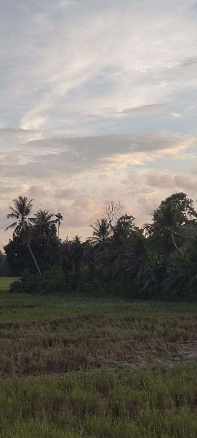 The image depicts a rural landscape in Seuneubok, Indonesia. A field of harvested rice stubble transitions into taller green grass in the foreground. A dense line of vegetation including palm trees obscures the middle ground. A gray and pink-tinged sky with streaky clouds dominates the upper half of the frame. No people are visible.