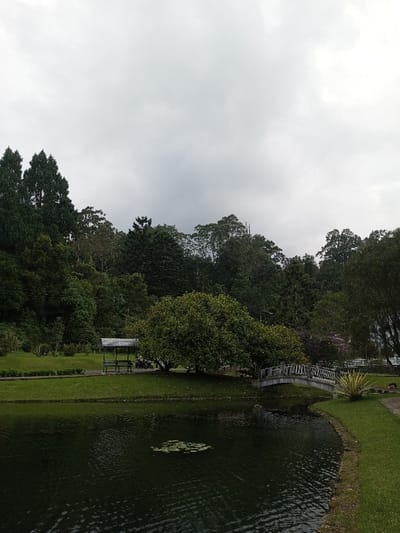 The image depicts an outdoor park environment in Ambositra, Madagascar, under a uniformly grey, overcast sky. In the foreground, a dark-colored body of water, consistent with a pond or small lake, displays subtle ripples and a central cluster of light green lily pads. The left shoreline features a manicured grassy bank bordered by a paved pathway. On this bank, a green-roofed gazebo with dark supports is present, beneath which two indistinct human figures are seated or resting. Beyond the pathway, a dense forest covers a rising hillside, forming the background. On the right side of the water, a light grey, arched concrete pedestrian bridge with multiple horizontal railings spans a narrow section. Adjacent to the bridge on the right bank, a spiky, fan-shaped yellowish-green plant is visible. A large, rounded green tree with dense foliage is situated on the left bank between the gazebo and the bridge. A faint human figure appears to be lying or seated on the distant grassy area of the right bank.