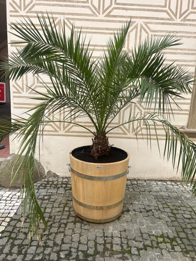 A palm tree in a wooden barrel planter stands on a cobblestone patio. The barrel planter has metal bands and a small label with text. Behind the planter is a wall with a geometric pattern. The patio is wet, suggesting recent rain. To the left of the planter, there is a large rock and a portion of a building with a red sign.