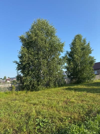 The image depicts a scene in the city of Krasnyy Klyuch, Russia, on a clear, sunny day. Two large, leafy birch trees dominate the foreground, with their green foliage contrasting against a bright blue sky. A weathered wooden fence runs horizontally across the middle ground, separating the grassy area from a cluster of houses and buildings visible in the background. The houses appear to be of traditional Russian architecture, with brown roofs and simple facades. The ground in the foreground is covered in lush green grass, with patches of dry grass and some small plants scattered throughout. The overall impression is one of a peaceful rural landscape bathed in sunlight.