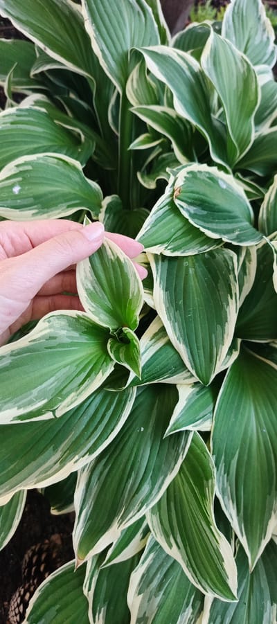 The image presents a close-up, overhead view of a dense plant displaying numerous variegated leaves. Each leaf features a deep green central area bordered by irregular, creamy white to light yellow margins. The leaves exhibit a ribbed texture with visible parallel venation. A light-skinned human hand is positioned in the upper-left quadrant, gently holding a single, smaller leaf that is partially unfurled; the thumb rests on the upper surface while fingers support it from beneath. The background is dark and out of focus, suggesting soil or shadowed foliage, with a dark, textured object, possibly a pinecone or similar natural material, partially visible at the bottom left, obscured by the plant's leaves. The scene depicts an outdoor garden environment.