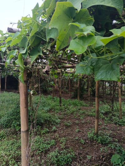 A verdant canopy of leafy vines stretches across a bamboo trellis structure in an open field. Sunlight filters through the leaves, casting shadows on the ground below, which is sparsely covered with small green plants and exposed soil. The bamboo poles create a grid-like pattern, extending into the distance, suggesting an organized agricultural setup. The overall impression is one of a well-maintained but somewhat overgrown garden.
