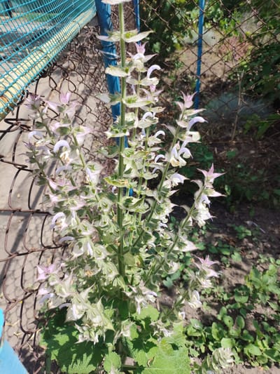A plant with tall, spiky inflorescences, featuring white and pale pink flowers, is growing near a chain-link fence in Saksahan, Ukraine. The fence, partially covered in rust, is bordered by a blue-painted metal post and a brighter blue section at the bottom left. The background shows a garden area with dark soil, green foliage, and shadows cast by the sunlight. No people are present in the image.