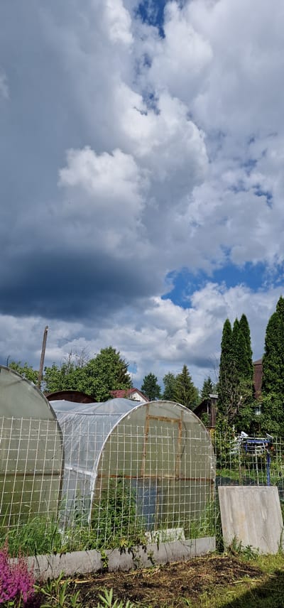 The image depicts a rural outdoor scene in Слава Снт, Russia. The foreground features cultivated garden beds with soil and some purple flowers. Two semi-circular greenhouses, constructed with a white grid frame covered in clear plastic sheeting, are prominent. The larger greenhouse on the left is partially visible, while the one on the right is more fully in view, showing its arched entrance. A rusty metal structure is visible behind the greenhouses. In the background, a row of tall evergreen trees, likely cypresses or firs, forms a dense screen. Behind the trees, parts of houses with dark roofs are visible, along with more deciduous trees. A wooden utility pole with wires stands to the left of the frame. The sky above is filled with a mix of dark, dramatic storm clouds and patches of bright blue sky with scattered white clouds, suggesting variable weather conditions. The overall impression is a utilitarian garden setting, possibly a dacha or allotment, under a dynamic sky. No people are present in the image.
