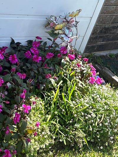 The image displays an outdoor garden bed situated within the Wollongong City Council area, Australia. The scene is dominated by dense plant life. On the left and central midground, numerous vibrant magenta-pink flowers bloom amidst dark green foliage, consistent with impatiens. In the lower right foreground, a patch of small white flowers mixed with green ground cover and blades of grass is visible. A cluster of approximately six to eight multi-colored artificial butterflies, featuring yellow, blue, pink, and green patterns on translucent wings, is positioned vertically in the upper center, emerging from the vegetation on thin supports. The background consists of a white horizontal siding wall on the upper left, transitioning to dark, weathered horizontal wooden planks angled downwards on the upper right. The ground in the immediate foreground appears to be partially covered in grass and soil. The scene is well-lit by natural daylight. No people, animals, specific actions, or interactions are visible.