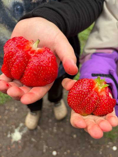 Two hands are holding unusually large strawberries. The hand in the foreground, belonging to a child, is holding a single, massive strawberry that is deeply lobed and appears to be two strawberries fused together. This strawberry is bright red with numerous small, yellow seeds. The other hand, slightly further back and also appearing to be a child's, holds a similar, though slightly smaller, abnormally shaped strawberry, also bright red and covered in seeds. The children are wearing casual clothing, with one wearing a black hooded sweatshirt and the other a purple jacket. The background is blurred, showing parts of shoes and a muddy path, suggesting an outdoor setting, possibly a farm or garden. There are no specific landmarks visible to pinpoint a location within Субханкулово, Russia.