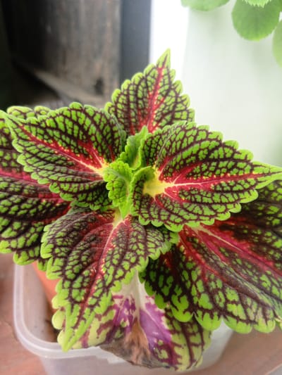 This is a close-up, high-angle shot of a potted coleus plant. The plant's leaves are the primary focus, displaying a vibrant and intricate pattern of lime green, deep red, and dark purple. The edges of the leaves are serrated and have a velvety texture. The veins are prominent, creating a reticulated effect against the green background. A small portion of a clear plastic pot is visible at the bottom of the frame, along with the brown surface the pot is resting on. The background is blurred, with a dark, textured area on the left and a bright, out-of-focus white area on the right, suggesting an indoor setting or an outdoor area with a contrasting wall or sky. The image does not contain any recognizable landmarks or features that would indicate a specific location within the city of Nyurba, Russia.