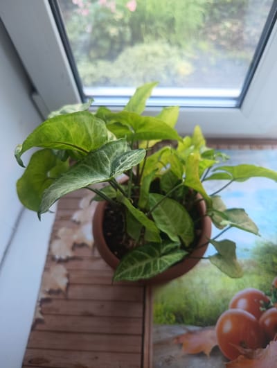 A potted Syngonium plant with variegated green and white leaves sits on a windowsill overlooking a blurred outdoor scene. The plant is in a terracotta-colored pot. The windowsill is covered with a wooden-patterned surface. Behind the plant, a window shows a blurry view of greenery and possibly pink flowers. A framed picture with a scene of a field, tomatoes, and autumn leaves is visible to the right of the plant. The overall lighting suggests daylight. The location of Тайжина, Russia, is not visually discernible from the image.