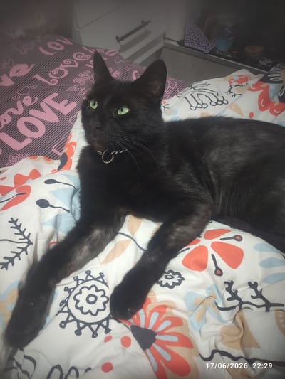 A black cat with green eyes is lying on a bed. The cat is wearing a silver collar. The bed is covered with a white duvet that has a pattern of colorful flowers and some black line drawings. In the background, there is a pink blanket with "LOVE" written on it in white letters. There is also a dresser or cabinet with some items on top. The image is dated 17/06/2026 at 22:29. The location is not visible in the image and therefore cannot be determined.