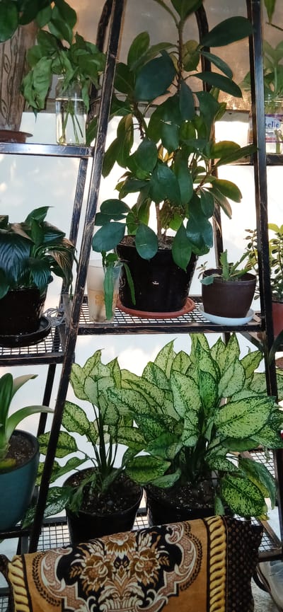 An indoor scene features a tiered metal shelving unit with several potted plants. On the top shelf, a large plant with dark green, oval leaves sits in a black pot. To its left, a glass jar contains plant cuttings in water. On the middle shelf, to the left, is a plant with dark green, spade-shaped leaves in a black pot. Beside it is a clear plastic cup with a plant cutting in water. To the right, a small plant is in a brown pot on a white saucer. The bottom shelf showcases two large plants with variegated green and white leaves in black pots, and a third plant in a teal pot to the far left. A patterned rug with floral designs in brown, gold, and black is draped over the bottom of the shelving unit. The background appears to be a window with bright light filtering through, suggesting daylight. The setting is likely a home or indoor garden space.