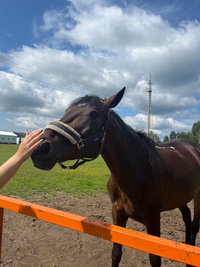 A close-up shot captures a dark bay horse with a blue and white halter, its head turned towards the camera. A person's hand with light green nail polish is gently touching the horse's muzzle. The horse is standing in a muddy enclosure with an orange railing in the foreground. In the background, a green field dotted with yellow flowers stretches towards a building with a white facade and a tall, slender tower with antennas. The sky is blue with scattered white clouds. The scene appears to be outdoors, possibly at a farm or equestrian facility in the village of Kurtsevo (Kovriginskii S/S), Russia.