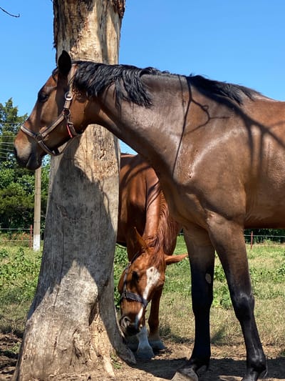 The image captures two equines in a sunlit pasture in Slavovitsa, Bulgaria. A large, light greyish-brown, debarked tree trunk stands prominently in the center-left, serving as a focal point. The horse in the foreground, a bay with a dark mane and lower legs, is positioned to the left of the tree, its head in profile facing left. It wears a beige halter with red detailing and metal rings. Its coat appears glossy under the direct sunlight, displaying distinct, intricate shadows cast by overhead branches across its neck and back.
To the right of the tree and partially behind the foreground horse, a second equine, a chestnut with a prominent white blaze on its face and a dark halter featuring studs, is visible. This horse's head is lowered towards the ground, suggesting grazing or inspecting the earth near the tree's base. Its body is largely obscured, but part of its reddish-brown mane and left front leg are discernible.
The ground immediately surrounding the tree is dry, disturbed earth, transitioning into patches of green and parched grass in the midground and background. A multi-strand wire fence runs horizontally across the background, delineating the field. Behind the fence, dense green foliage, including trees and scattered flowering shrubs with red-orange blossoms, is visible. A white utility pole with associated wires stands vertically on the far left of the frame. The sky is clear and bright blue, indicating fair weather conditions.