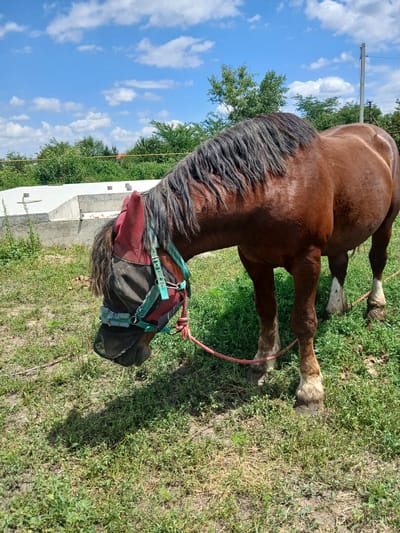 A brown horse stands in a grassy field under a blue sky with white clouds. The horse is wearing a dark mesh fly mask over its face, with red ear coverings. A red rope halter is attached to the horse, and a red rope extends from it to the left side of the frame. In the background, there is a concrete structure, green trees, and a utility pole. The image appears to be taken outdoors on a sunny day. There are no people or interactions visible. The location is the village of Ivanovskaya, Russia.