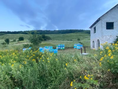 In a grassy field dotted with yellow wildflowers, numerous blue and green beehives are arranged in clusters. A partially constructed building made of white brick stands to the right, featuring arched doorways on the lower level and dark, empty window openings. The landscape behind the field features rolling hills covered in green vegetation and trees, with a cloudy sky overhead. This scene is located in Horodca, Moldova.