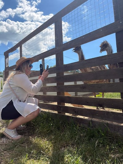 This media file captures an outdoor scene, likely at an animal park or farm, in Rassvet, Russia. The image is taken from a low vantage point, looking up through a rustic wooden and wire mesh enclosure.
In the foreground, a person, identified as a woman, is kneeling or crouching. She has long blonde hair and is wearing a brown straw hat, blue sunglasses, a white long-sleeved top, black shorts, and white Converse-style sneakers. She holds a smartphone, possibly attached to a small grip or selfie stick, indicating she is actively photographing or video-recording the animals. A pink strap or lanyard is visible around her neck.
On the other side of the wooden fence and wire mesh, two emus are visible, with their heads and upper bodies peering down towards the person. The fence is constructed from weathered wooden planks and posts, with a square-grid wire mesh. The ground where the person is situated is covered in green grass, with more foliage visible in the background beyond the enclosure.
The scene takes place on a bright and clear day, characterized by a vibrant blue sky filled with scattered white cumulus clouds. Strong shadows suggest midday or early afternoon. A small, partially visible white sign with black text, appearing to read "CYP" or "CYPRUS," is attached to one of the wooden fence planks. The image conveys an engaging interaction between the visitor and the large birds.