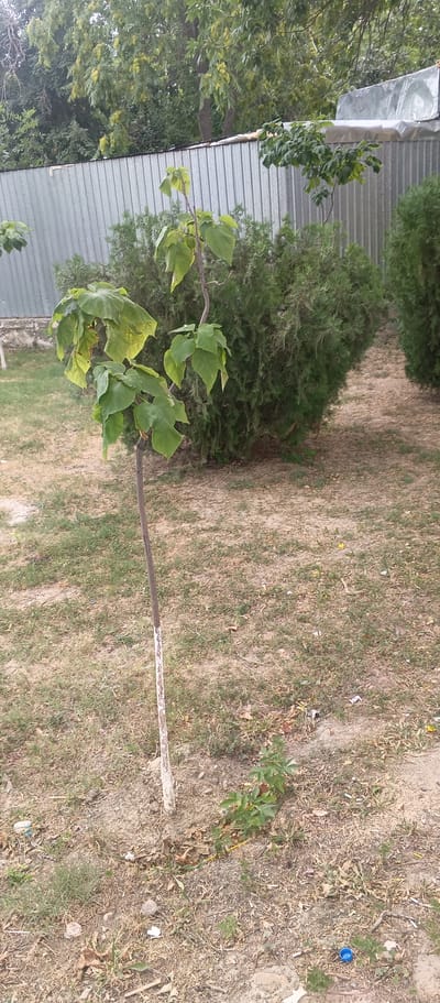 In the city of Jizzakh, Uzbekistan, a young sapling with large, green leaves stands prominently in a patch of dry, patchy grass. The sapling's slender, brown trunk is painted white near its base, suggesting it has been recently planted or is being protected. Behind the sapling, a dense row of dark green, coniferous bushes stretches into the background. A tall, corrugated metal fence runs along the perimeter of the area, with trees and foliage visible above it. The ground is a mix of dry grass, scattered leaves, and some small pieces of litter, including a blue bottle cap. The overall environment suggests an outdoor, possibly residential or park-like setting.