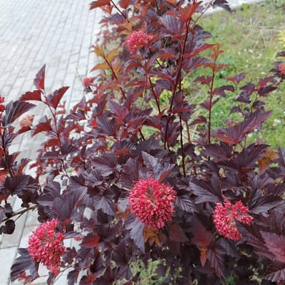 A close-up, eye-level shot captures a dense bush with deep burgundy leaves and clusters of small, pinkish-red flowers. The foliage is textured and slightly serrated along the edges. The bush is situated outdoors, with a pathway of light-colored rectangular paving stones visible on the left side of the frame. Beyond the bush, the background is a soft blur of green grass and some lighter-colored small flowers, suggesting a garden or park setting. The scene is well-lit, likely by natural daylight, with no visible people or animals. The location is specified as Trubacheyevka, Russia, which implies this is likely a residential or public outdoor space within that area.