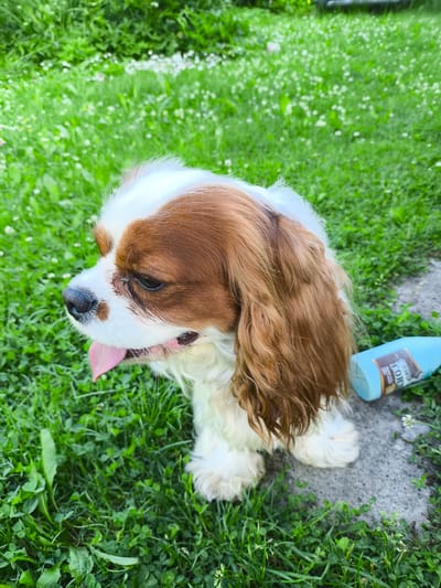 A Cavalier King Charles Spaniel dog is sitting on a patch of grass with small white flowers in the city of Rodina, Russia. The dog is facing left with its tongue hanging out. A light blue bottle with a brown label is lying on the ground to the right of the dog. The grass is green and lush, and there are more small white flowers in the background. The scene appears to be outdoors on a sunny day.