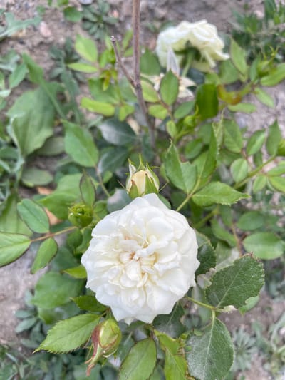 A close-up, eye-level shot captures a fully bloomed white rose in the foreground, its petals tightly packed and layered. The rose is surrounded by lush green leaves, some showing signs of minor damage along their edges. Several rosebuds, one prominently featured near the bottom left of the frame, are also visible. The background consists of dry, sandy soil interspersed with sparse, green weeds, suggesting an outdoor environment possibly in a garden or natural setting. The lighting appears to be natural daylight, casting soft shadows. The location is specified as the city of Ак-Сай, Kyrgyzstan.