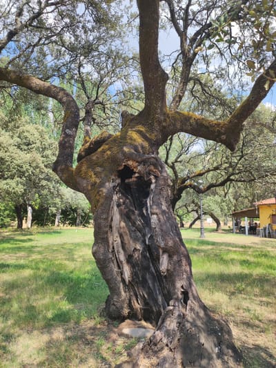 This image depicts a large, ancient, hollowed-out tree in Cadalso, Spain. The tree trunk is gnarled and covered in moss, with a significant cavity in its upper portion. The tree is situated in a grassy area with other trees and vegetation in the background. In the far background, a yellow building with a covered patio area is visible, with tables and chairs set up, suggesting it is a restaurant or cafe. The sky is partly cloudy. The scene appears to be a park or outdoor recreational area.