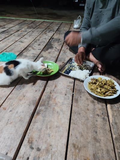 In Dayahbaro, Indonesia, a cat is eating from a green bowl on a weathered wooden table. The cat is white with patches of black and orange. A person, wearing a grey long-sleeved shirt and black pants, is seated at the table, with their legs crossed. In front of the person is a metal tray with rice and other food, and a white plate with a dish containing chopped ingredients. A plastic bag is visible in the background. The setting appears to be outdoors, possibly at night, given the lighting.