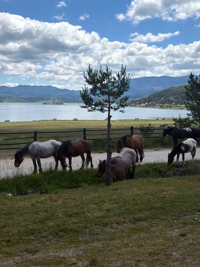 A herd of horses grazes in a grassy area near a lake in Tsigov Chark, Bulgaria, with a backdrop of distant mountains and a cloudy sky. In the foreground, several horses are scattered across a green, grassy field. One light gray horse is to the left, with its head down grazing. Next to it, a brown horse is also grazing. In the center, a light brown horse is grazing, and to its right, a brown and white spotted horse is grazing. Further to the right, a dark brown horse with white spots on its hindquarters stands near a fence. Behind the horses, a dark wooden fence runs horizontally across the image. Beyond the fence, a calm lake stretches out, reflecting the sky. In the distance, rolling hills covered in trees rise up, with a hazy mountain range forming the farthest backdrop. The sky is blue with scattered, fluffy white clouds. Several white trailers or campers are visible in the field beyond the fence, near the lake. A slender pine tree stands prominently in the middle ground, to the left of the center, with its branches reaching towards the sky. Another pine tree is visible on the right side of the image, partially obscuring the view of the distant landscape. The overall scene depicts a peaceful, rural landscape.