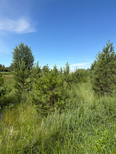 This is a daytime, eye-level, full-shot photograph of a field of young pine trees and tall green grass under a clear blue sky with scattered wispy clouds. In the background, to the left, there is a large deciduous tree and power lines are visible stretching across the frame. To the far right, a mature pine tree stands prominently. The foreground is dominated by lush green grass with small purple wildflowers scattered throughout. The scene appears to be in a natural or semi-natural environment, possibly on the outskirts of the city of New Kremenkul', Russia. There are no people or animals visible in the image.