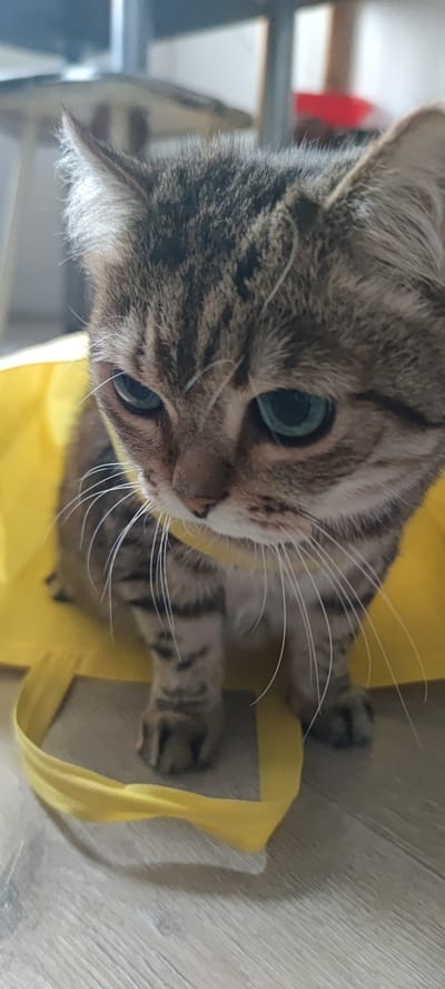 A close-up, eye-level shot shows a tabby kitten with green eyes looking down and slightly to the right, nestled inside a bright yellow shopping bag. The kitten's fur is a mix of brown, gray, and black stripes, with prominent white whiskers fanning out from its muzzle. The kitten's paws are visible, peeking out from the bag. The bag's yellow material, which appears to be fabric, is creased and folded around the kitten. The background is blurred, with hints of furniture and a red object. The lighting suggests an indoor setting. The scene is set on a wooden floor. There are no people present in the image. The image was taken in Zapadny, Russia.