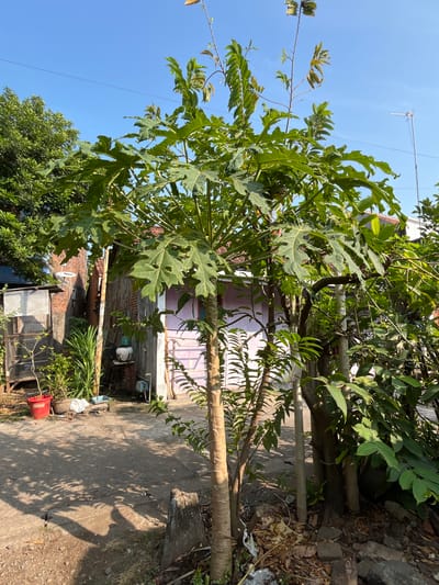 The image shows a sunny outdoor scene in Karangkebagusan, Indonesia, featuring a papaya tree as the central element. The tree has large, green, lobed leaves and a light brown, segmented trunk. It stands on a paved ground surface with shadows from its leaves cast across it. To the left of the papaya tree is a small, weathered structure with a screened front and a dark roof, beside which sits a red bucket and some potted plants. Behind the papaya tree, a building with a light purple-colored door and windows is visible. The background includes more greenery, a brick wall, a white antenna on a pole, and a clear blue sky. There are no people or animals depicted in the image. The scene suggests a residential backyard or yard area.