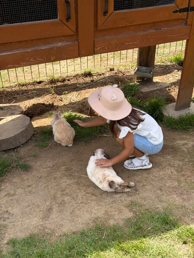 A young girl wearing a pink straw hat with bunny ears and light blue shorts is crouching on the ground, interacting with two rabbits. One rabbit, predominantly white with brown patches, is lying on its side, and the girl's hand is resting on its fur. The second rabbit, a light tan color with a white tail, is sitting a short distance away, and the girl's other hand is extended towards it. The ground is a mixture of dirt and patchy grass. In the background, there's a wooden structure with wire mesh, resembling an enclosure or hutch, and a concrete feeder attached to a wooden post. The scene appears to be outdoors, possibly a petting zoo or farm.