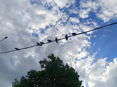 The image shows a flock of pigeons perched on a power line against a cloudy blue sky. A tree is visible in the lower part of the image. The scene appears to be a street in Gubkin, Russia.