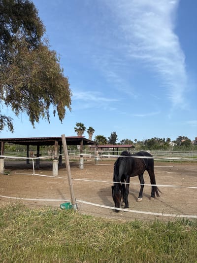 This image captures a tranquil outdoor scene at a horse enclosure, likely in Sagunt/Sagunto, Spain. The primary subject is a dark-colored horse, appearing black or dark brown, standing calmly in the center-right of the frame. The horse is positioned facing left with its head slightly lowered, perhaps grazing or resting.
The horse is contained within an enclosure marked by white tape fencing stretched between wooden posts. The ground within this area is dry, light brown dirt or sand. To the right of the enclosure, a patch of vibrant green grass is visible, contrasting with the dirt. In the background, a wooden shelter with a reddish-brown roof stands beneath several tall palm trees, indicating a warm climate. Further to the left, a large, leafy tree dominates a portion of the sky.
The sky is a bright, clear blue, adorned with wispy white clouds, suggesting fair weather. The scene is illuminated by natural daylight, likely during the morning or afternoon. A green trough or feeder is attached to one of the wooden fence posts near the grassy area. There are no people visible, and no discernible text appears in the image. The overall impression is one of a peaceful and sunny day at a rural or semi-rural stable.