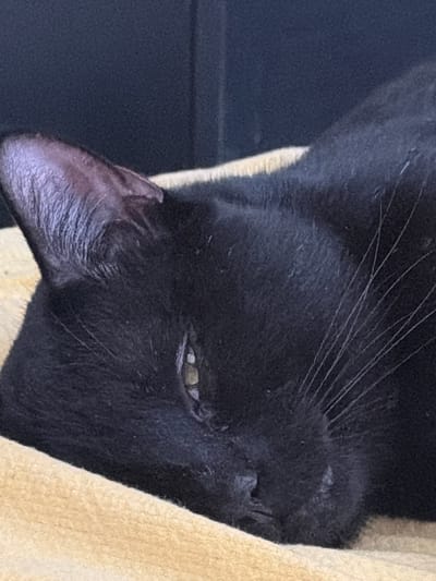 The image shows a close-up of a black cat's face. The cat is lying on a tan-colored fabric, possibly a blanket or towel. The cat's left ear is visible, and one eye is partially open. The background is a dark, solid color, possibly a wall or furniture. The location in the city of Pentre, United Kingdom, is not discernible from the image.