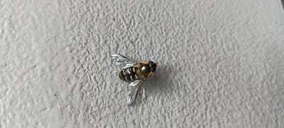 A hoverfly rests on a textured, pale gray surface, possibly a wall. The insect is positioned centrally in the frame, facing slightly to the right. It has a metallic green and black body with distinct yellow bands. Its wings are translucent with visible veins, and its large, compound eyes are a prominent feature. The surface it rests on has a rough, uneven texture. The location specified, Tecnimont camp, Russia, is noted, but there is no visual information in the image to confirm or deny this specific location.